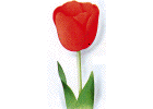 tulipo