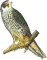 Falco subbuteo