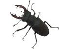 escarava